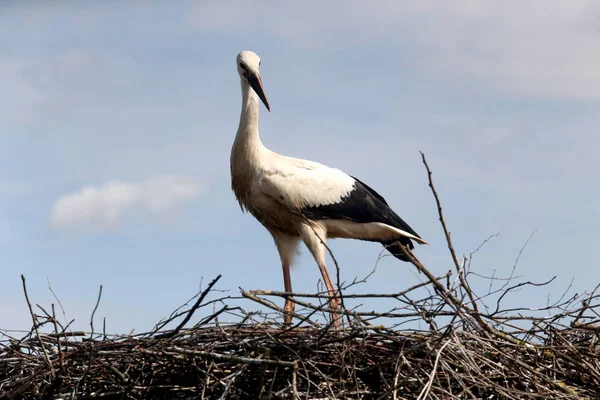Stork Nest Lithuania East Europe — Stock Photo, Image