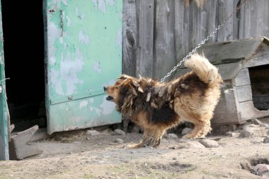 Kırsal alanda zincirlenmiş melez bir köpek, bir bekçi köpeği..