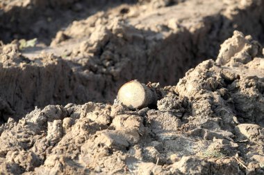 Islak zeminde traktör izleri var. Hasarlı tarlalar çiftçilerin ektiği