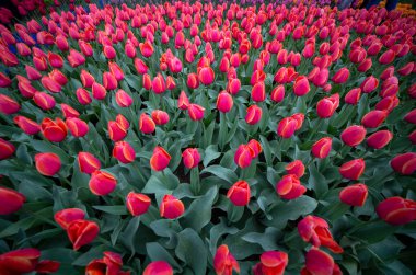 renkli Lale keukenhof bahçeleri