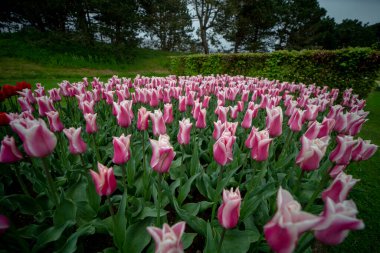 renkli Lale keukenhof bahçeleri
