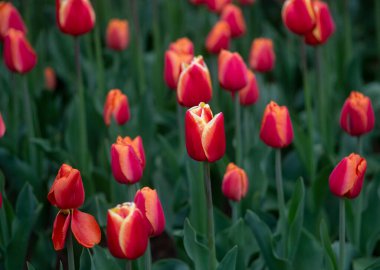 renkli Lale keukenhof bahçeleri