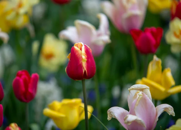 Красочные Тюльпаны Саду Кеукенхоф — стоковое фото
