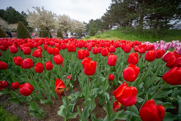 Tulipes Colorées Dans Les Jardins Keukenhof — Photo