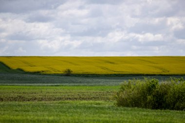birçok ağaç ve alanları tecavüz mavi gökyüzü ile baharda manzara