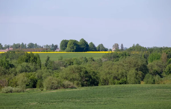 Paisagem Com Muitas Árvores Campos Estupro Com Céu Azul Primavera — Fotografia de Stock