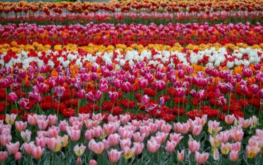 renkli Lale keukenhof bahçeleri