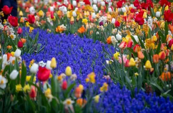 Bunte Tulpen Keukenhof Garten — Stockfoto