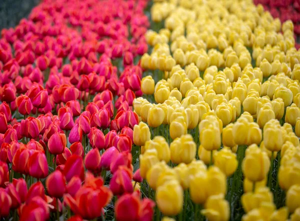 Tulipes Colorées Dans Les Jardins Keukenhof — Photo