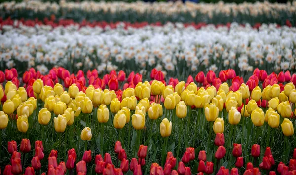 Tulipani Colorati Nei Giardini Keukenhof — Foto Stock