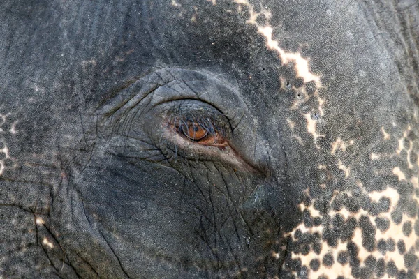 Close up of an elephant\'s eye