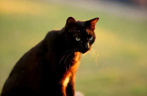 Retrato Gato Negro Aire Libre —  Fotos de Stock