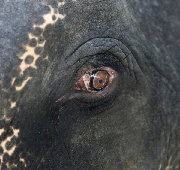 Close Elephant Eye Stock Image