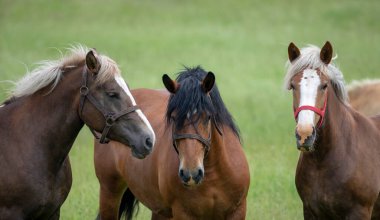 Güneşli yeşil bir yaz çayırında üç atın portresi