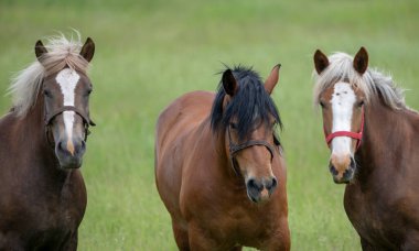 Güneşli yeşil bir yaz çayırında üç atın portresi