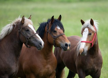Güneşli yeşil bir yaz çayırında üç atın portresi
