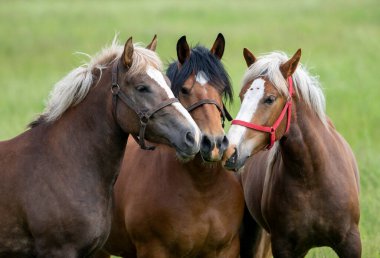 Güneşli yeşil bir yaz çayırında üç atın portresi