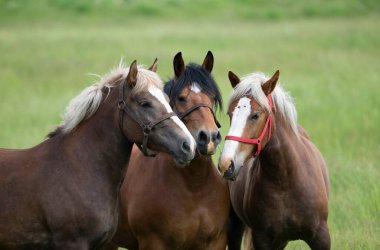 Güneşli yeşil bir yaz çayırında üç atın portresi