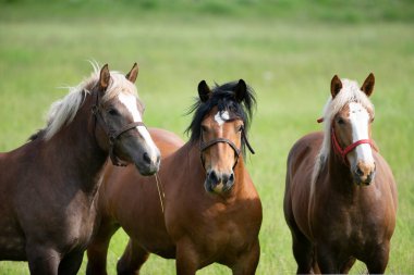 Güneşli yeşil bir yaz çayırında üç atın portresi