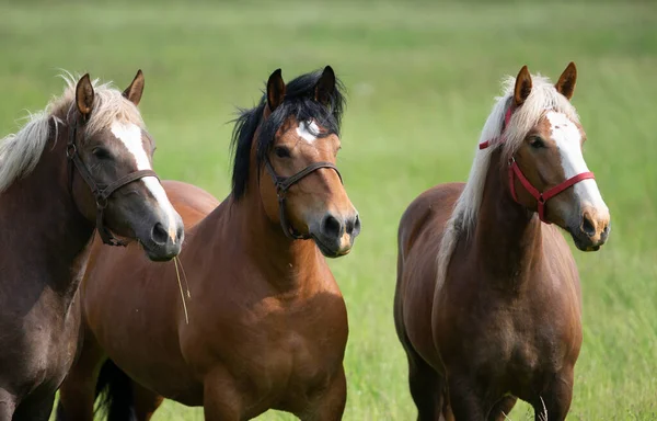 Retrato Três Cavalos Prado Verão Verde Ensolarado — Fotografia de Stock