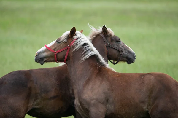 Retrato Dois Cavalos Campo Verde Close — Fotografia de Stock
