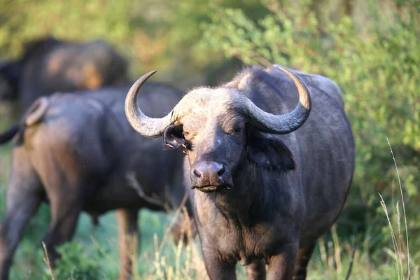Retrato Buffalo Salvaje Africano — Foto de Stock