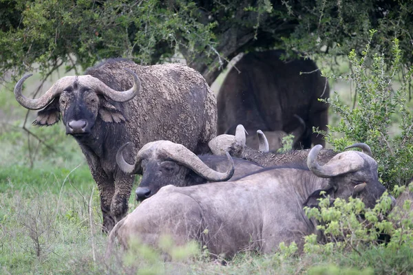 Retrato Buffalo Salvaje Africano — Foto de Stock