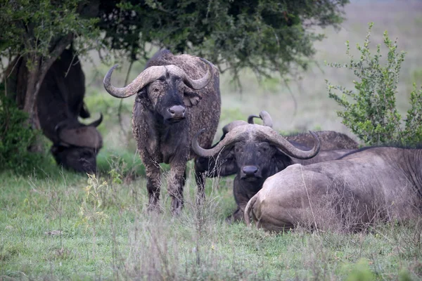 Ett Porträtt Vilda Afrikanska Buffalo — Stockfoto
