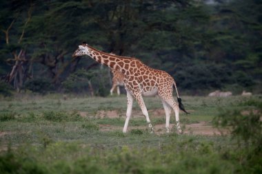 Zürafa içinde belgili tanımlık vahşi. Afrika, Kenya Milli Parkı