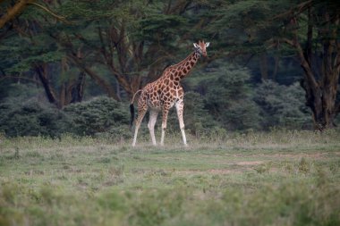 Zürafa içinde belgili tanımlık vahşi. Afrika, Kenya Milli Parkı