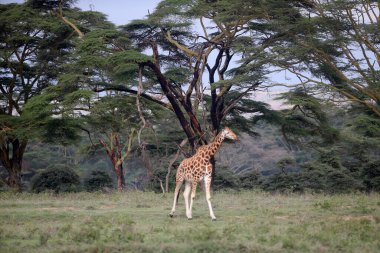 Zürafa içinde belgili tanımlık vahşi. Afrika, Kenya Milli Parkı