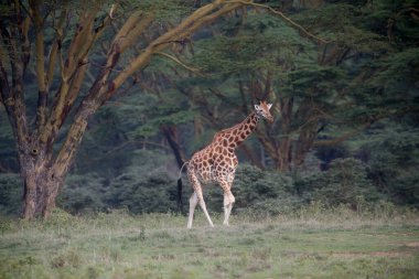 Zürafa içinde belgili tanımlık vahşi. Afrika, Kenya Milli Parkı