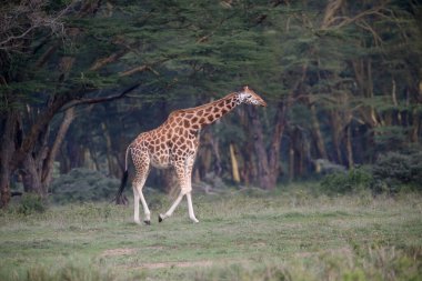 Zürafa içinde belgili tanımlık vahşi. Afrika, Kenya Milli Parkı
