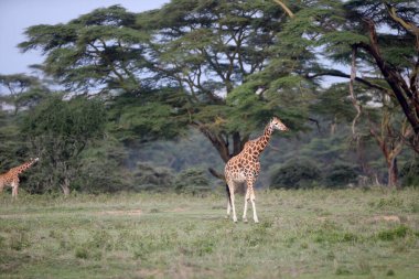 Zürafa içinde belgili tanımlık vahşi. Afrika, Kenya Milli Parkı
