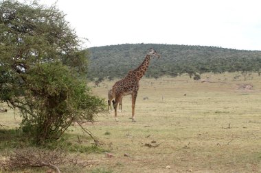 Zürafa içinde belgili tanımlık vahşi. Afrika, Kenya Milli Parkı