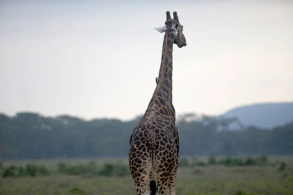 Giraffe Wild Africa National Park Kenya — Stock Photo, Image