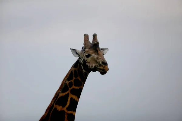 Girafa Selva África Parque Nacional Quénia — Fotografia de Stock