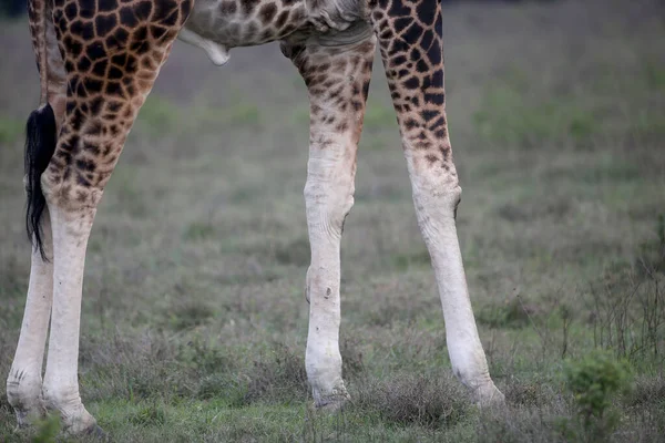 Giraffe Het Wild Afrika National Park Van Kenia — Stockfoto
