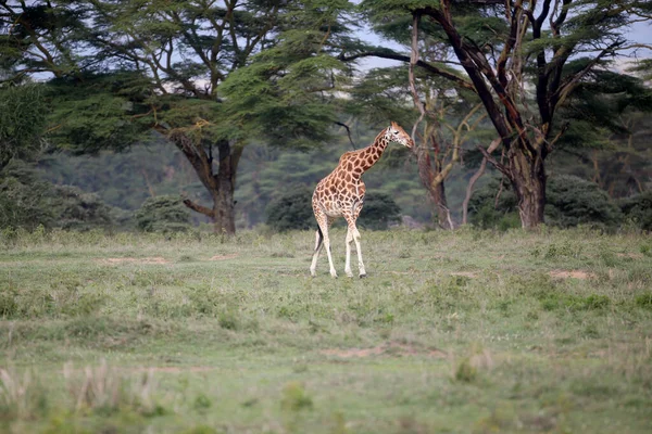 Girafe Dans Nature Afrique Parc National Kenya — Photo