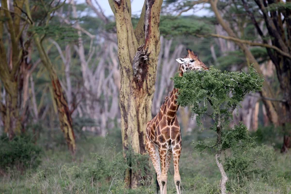 Giraffe Het Wild Afrika National Park Van Kenia — Stockfoto