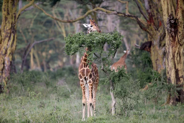 Jirafa Naturaleza África Parque Nacional Kenia —  Fotos de Stock