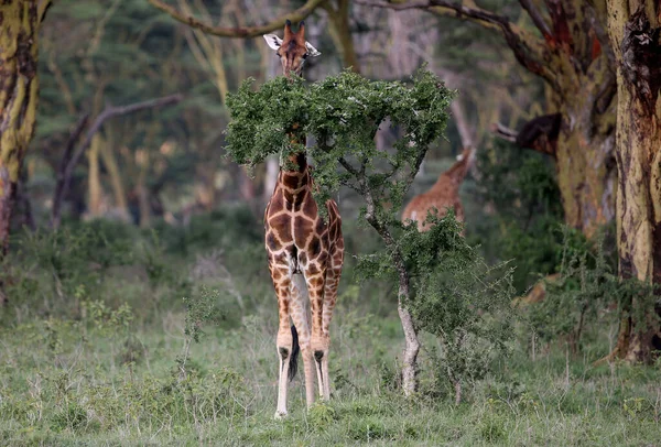 Jirafa Naturaleza África Parque Nacional Kenia — Foto de Stock