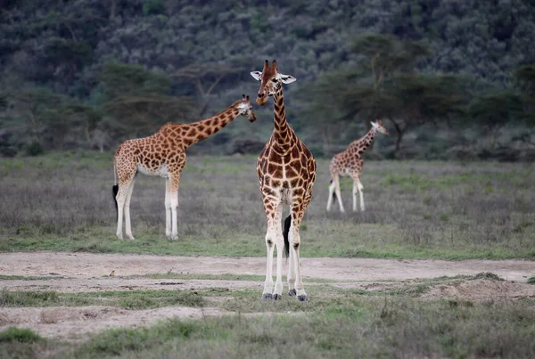 Jirafa Naturaleza África Parque Nacional Kenia — Foto de Stock