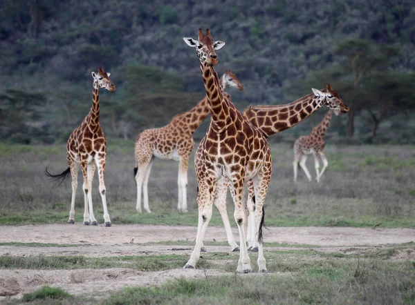 在野外的长颈鹿 肯尼亚国家公园 — 图库照片