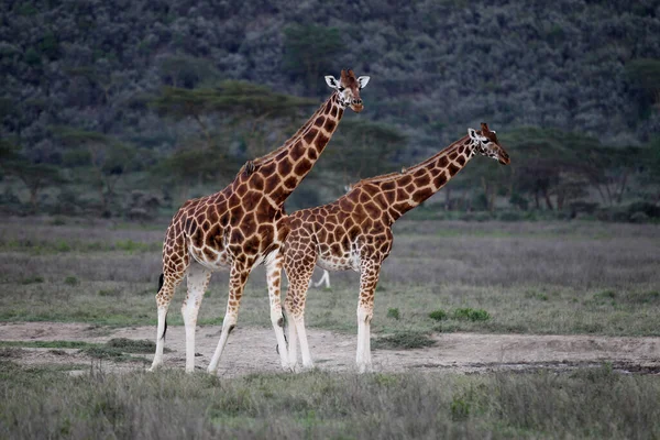 Girafa Selva África Parque Nacional Quénia — Fotografia de Stock