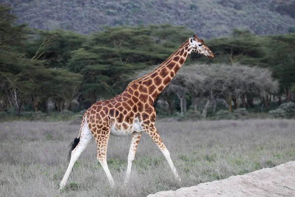 Girafe Dans Nature Afrique Parc National Kenya — Photo
