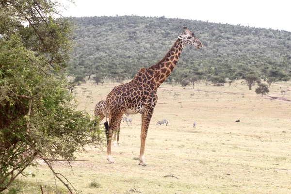 Jirafa Naturaleza África Parque Nacional Kenia —  Fotos de Stock