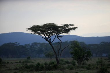 Afrika 'da ağaçlı güzel bir manzara
