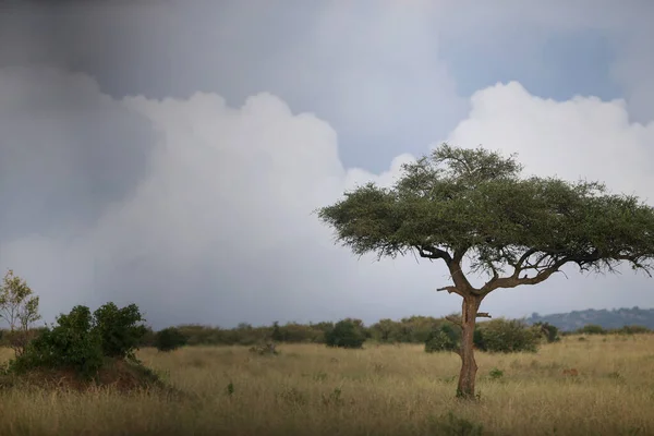 Beautiful Landscape Tree Africa — Stock Photo, Image