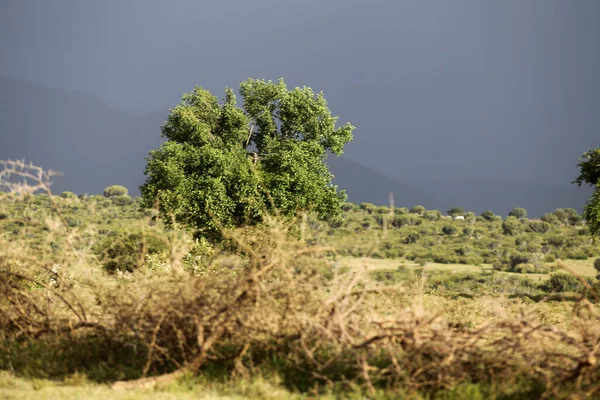 Bellissimo Paesaggio Con Albero Africa — Foto Stock